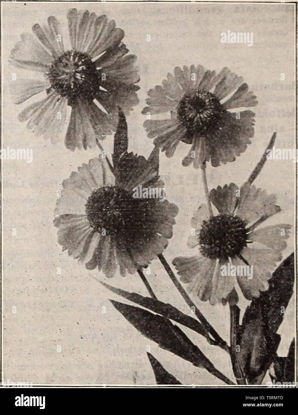Dreer's 1910 autumn catalogue (1910) Dreer's 1910 autumn catalogue  dreers1910autumn1910henr Year: 1910  48 Mf A DRKR-PHILADELPHIA'PA HARDY PERENNIAL PLANTS- GAILLARDIA Blanket Rower!, Urandifiora. One of the showiest and most effective hardy plants, growing about two feet high; beginning to flower in June the)- con- tinue one mass of bloom the entire season. The large flowers are of gorgeous coloring. The centre is dark red brown, while the petals are variously marked with rings of brilliant scarlet-crimson, orange and vermilion. Excellent for cutting. GYPSOPHILA (Baby's Breath . Acutifolia.  Stock Photo