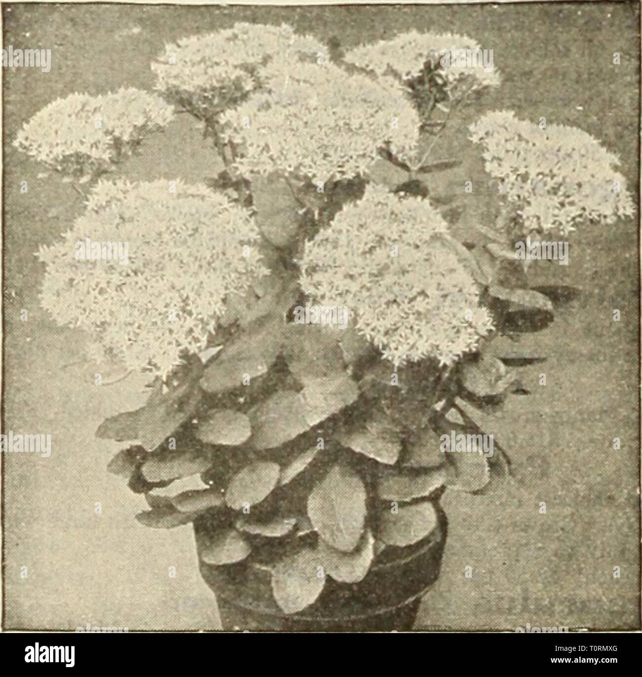 Dreer's autumn catalogue 1925 (1925) Dreer's autumn catalogue 1925  dreersautumncata1925henr Year: 1925  Rudbeckia Purpurea (Giant I'urplc Cone Flower)    Sedum Spectabile Silene (CatchHy) Alpestris. A good rock plant grows about 4 inches high with glistening white flowers in July and August. Sbafta {Autumn Calchfly). A charming rock plant, growing 4 to 6 inches high, with masses of bright pink flowers from July to October 25 cts. each; $2.50 per doz.; $15.00 per 100. Sedum (StoneCrop) Suitable for the rockery, carpet bedding, etc. Acre {Golden Moss). Foliage green; flowers bright yellow. Albu Stock Photo