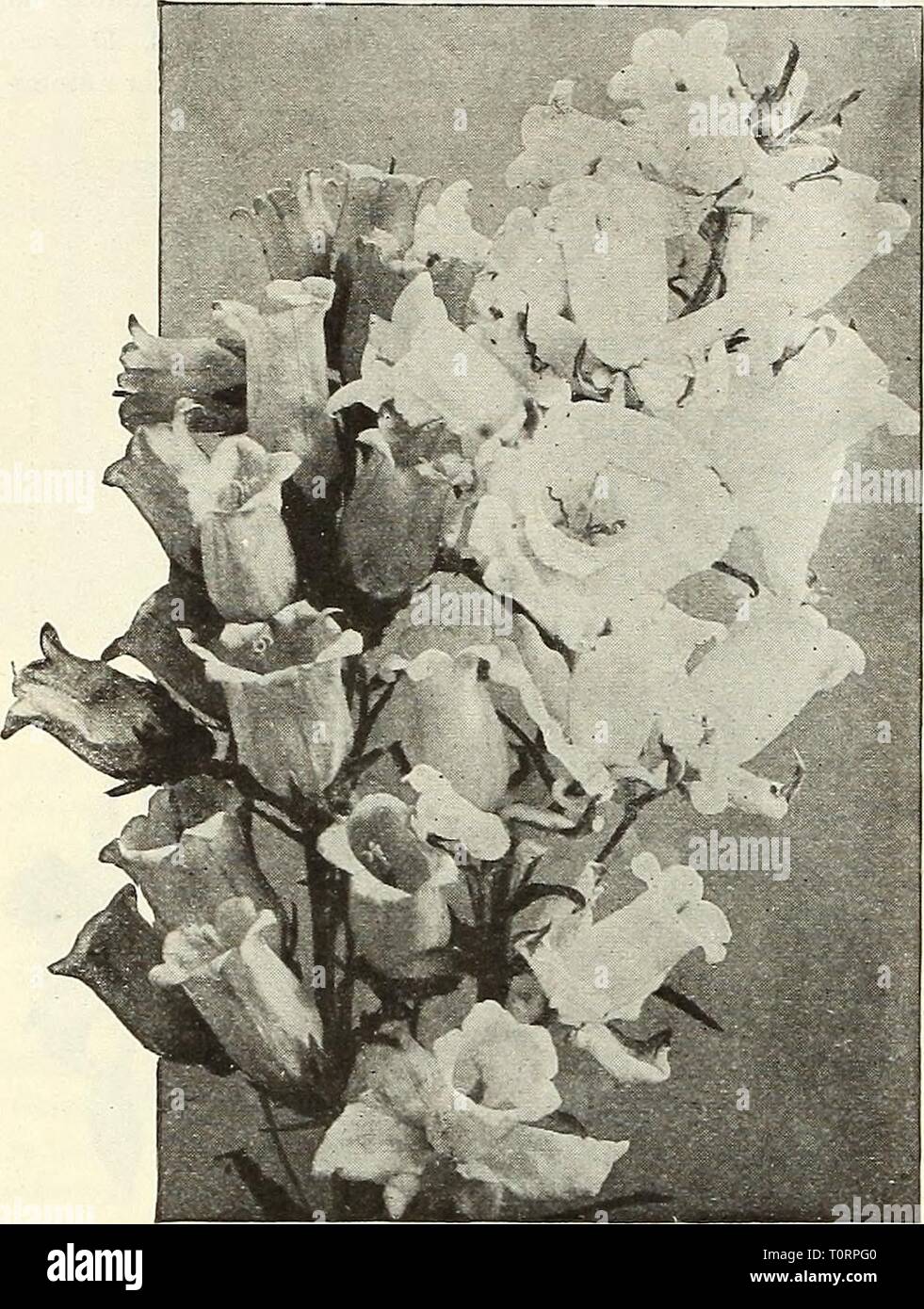 Dreer's autumn catalogue 1922 (1922) Dreer's autumn catalogue 1922  dreersautumncata1922henr Year: 1922  58 /flEHiyA-BREEl RELIABLE FLOWER SEEDS, I    Campanula Medium (Canterbury Bells) Per Pkt. Boltonia {False Chamomile) One of the showiest ot our native hardy perennials, grow- ing 4 to 6 feet high, with daisy-like flowers in countless thousands from July to September. Asteroides. White ; 10 Latisquanui. Lilac pink 10 Calceolaria Dreer's Perfection. A universal favorite for decorat- ing the greenhouse or conservatory. This strain is grown for us by .a celebrated specialist, flowers beau- tif Stock Photo
