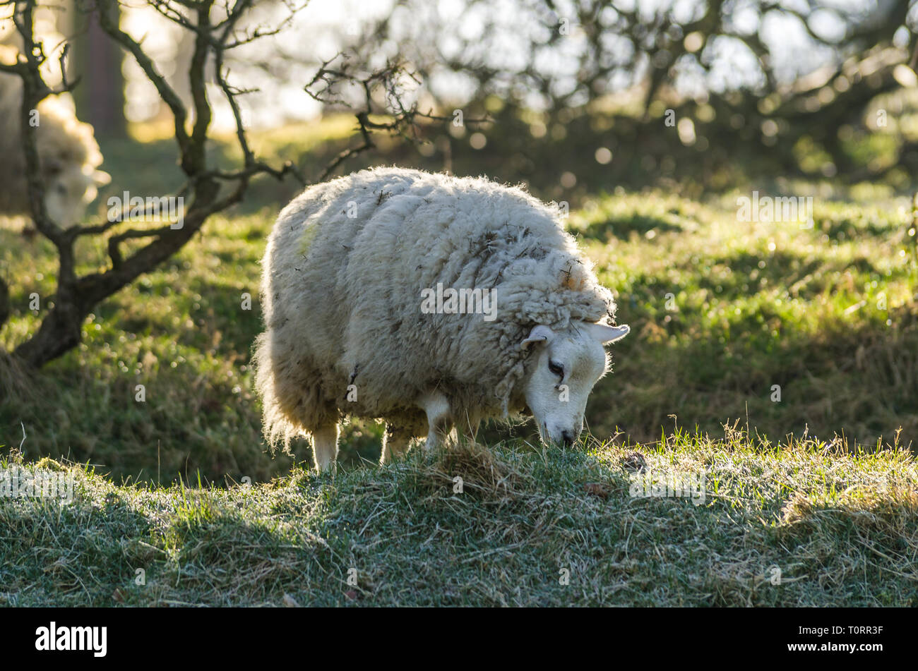 Most common sheep breed in uk hi-res stock photography and images - Alamy