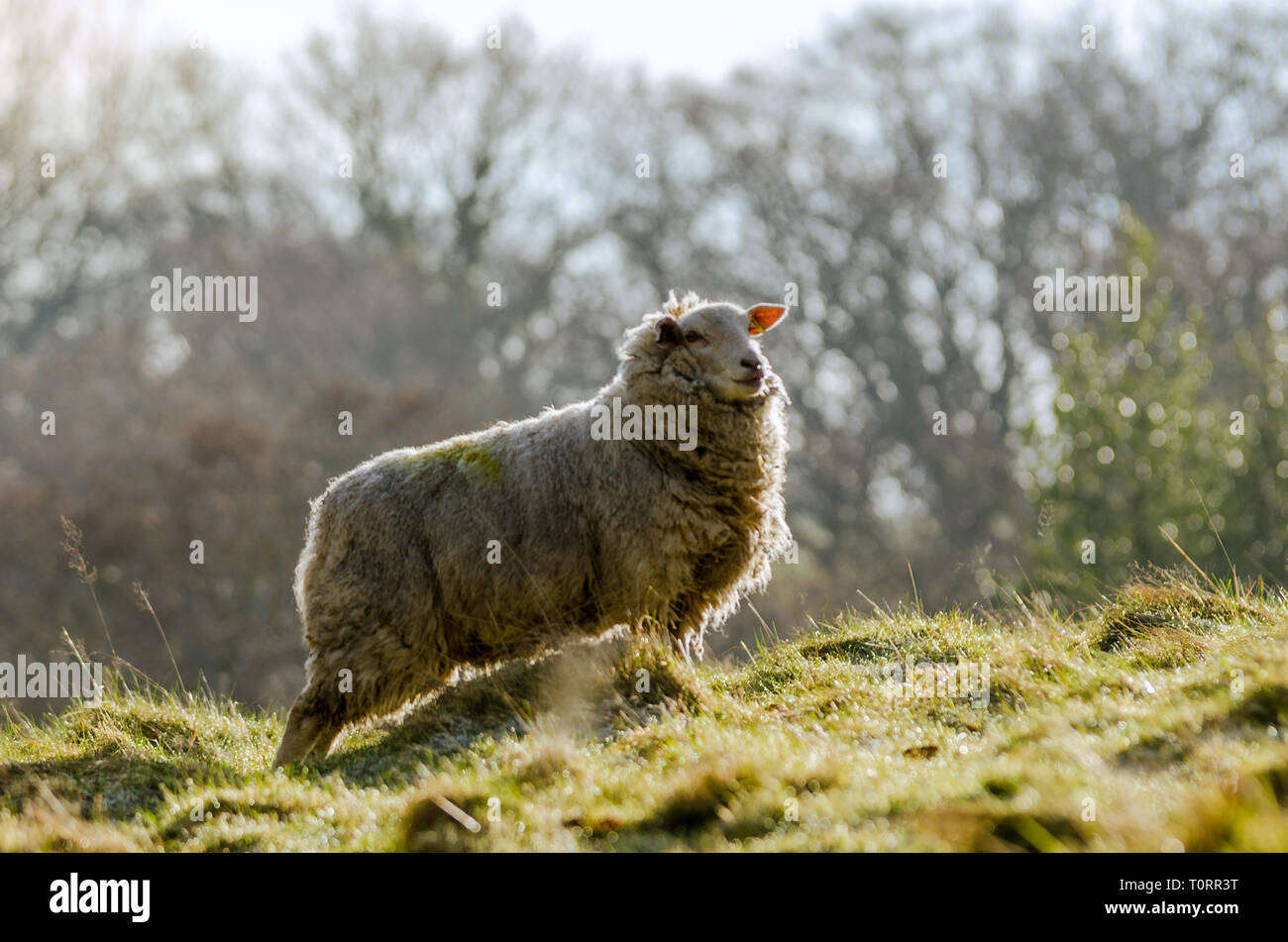Most common sheep breed in uk hi-res stock photography and images - Alamy