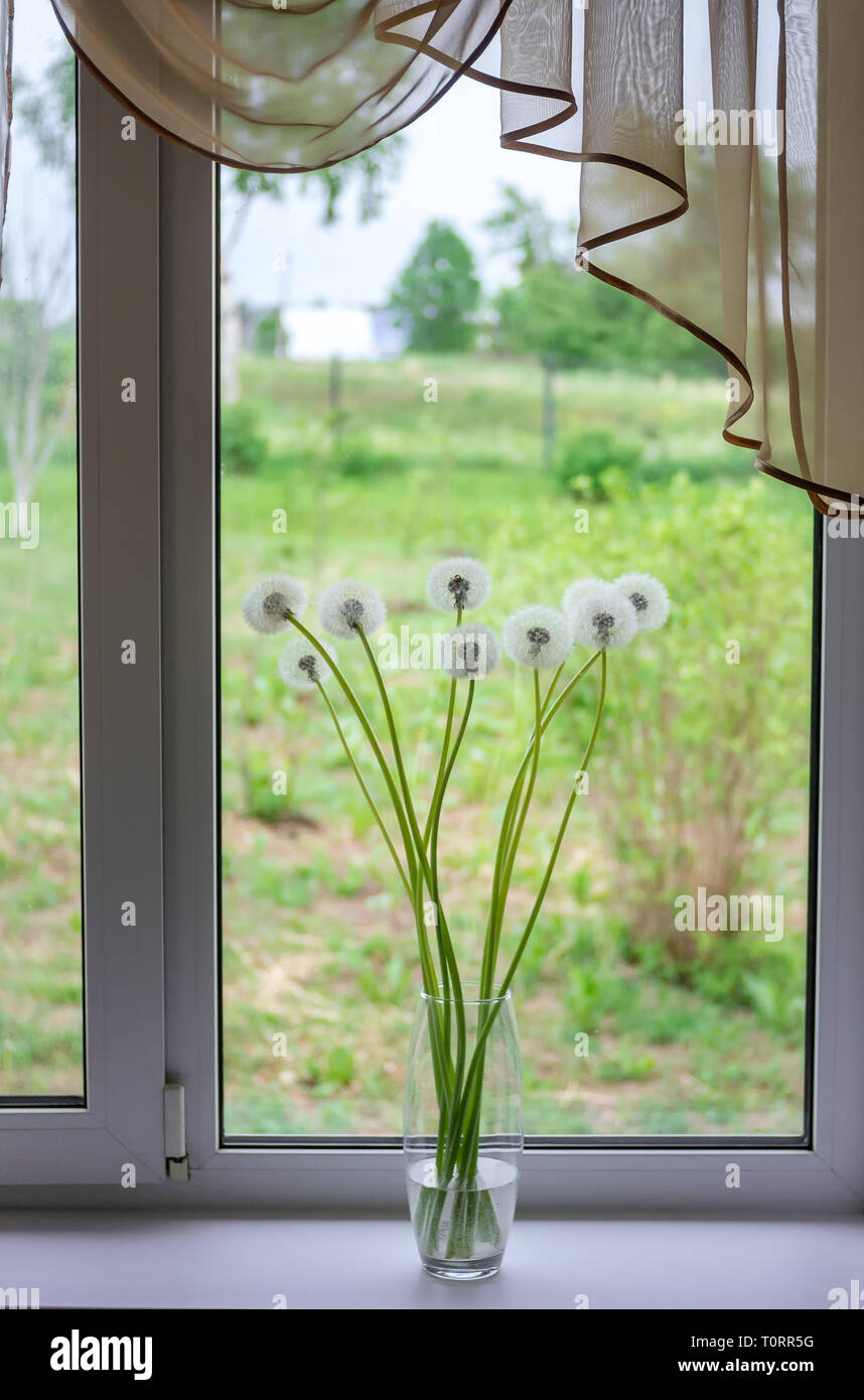 Bouquet of dandelions on the window in a transparent vase. Still life ...
