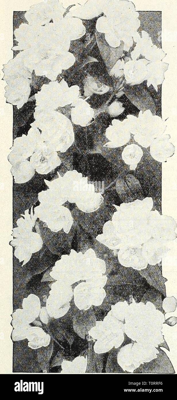 Dreer's autumn catalogue 1931 (1931) Dreer's autumn catalogue 1931  dreersautumncata1931henr Year: 1931  /flEMMEll CHOICE HARDY SHRUBS |l&gt;HB«![Pil| 67 ,f    Spiraea Anthony Waterer. A valuable variety; color bright crimson; it is of dwarf, dense growth, never exceeding 30 inches in height; in bloom the entire summer and fall. 60 cts. each. Billardi. Strong growing, pink-flowered. 60 cts. each. Margaritae. A free-flowering variety with flat heads of soft pink flowers from June to October; grows 3 to 4 feet high. 60 cts. each. Prunifolia Fl. PI. (Double Flowering Bridal Wreath). A favorite v Stock Photo