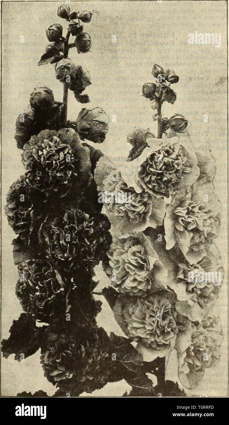 Dreer's autumn catalogue, 1913 (1913) Dreer's autumn catalogue, 1913  dreersautumncata1913henr Year: 1913  Hollyhock. Per Pkt. 10 10 10 10 50 20 Gaillardia Grandiflora. Qaillatdia (Blanket Flower). These are among the showiest and most effective hardy peren- nial plants and should find a place in every hardy border. They begin flowering in June, continuing a mass of bloom until frost. Per Pkt. narrow canary- Centre rich crimson, Kermesina Splendens. yellow border 15 Sulphurea Oculata. Pale sulphur, bright maroon eye 15 Grandiflora Compacta. Compact variety, bearing its long- stemmed rich and v Stock Photo