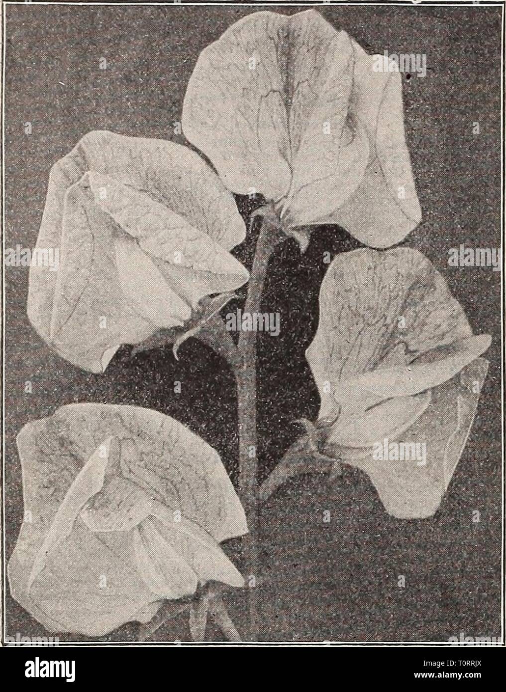 Dreer's autumn catalogue 1911 (1911) Dreer's autumn catalogue 1911  dreersautumncata1911henr Year: 1911  70 IHEflRTADREER -PHIIADEliPHIAWm REIIA51E FLOWER SEEDS    Sweet PeasâHelen Pierce. Sweet Peas. As a rule the finest Sweet Peas are produced from seed sown in the autumn. Plant abaut the end of November in this latitude and cover with 2 to 3 inches of leaves or litter. We list below only a few of the very finest sorts. For complete . list see pages 67, 120 and 121 of our Garden Book for 1911. Winter Blooming Sweet Peas. Invaluable for growing under glass. They bloom in about three months fr Stock Photo
