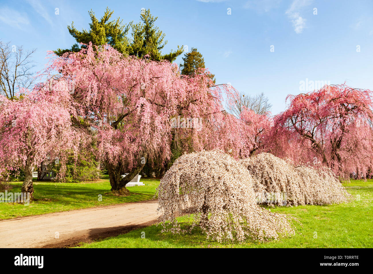 Cherry Blossom Trees at Lexington National Cemetery in Lexington Kentucky Stock Photo Alamy