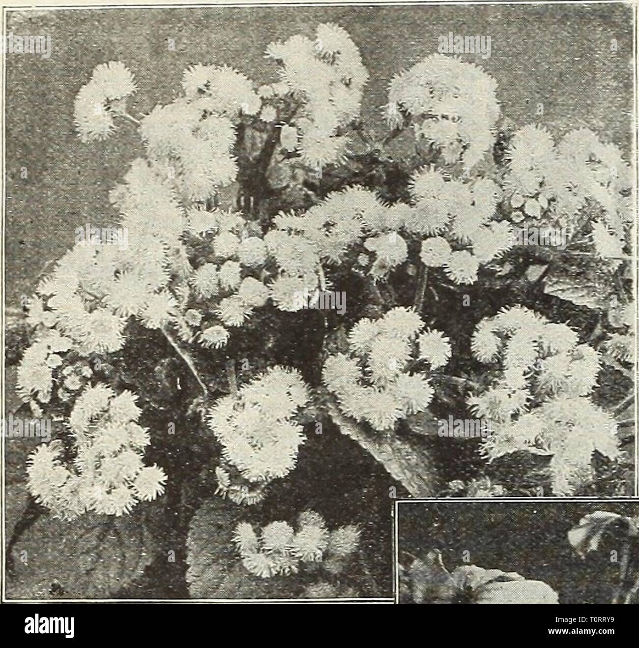 Dreer's garden book 1916 (1916) Dreer's garden book 1916 dreersgardenbook1916henr Year: 1916 64 IJlHENRrADREER -PNIlADELPH^Wm RELIABLE-FLOWER SEEDS Stock Photo