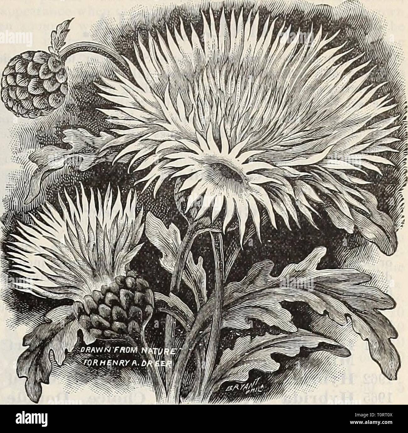 Dreer's 1901 garden calendar (1901) Dreer's 1901 garden calendar  dreers1901garden1901henr Year: 1901  ENRTADRffiR -PHIlAOmiAJ'A-W/ RELIABlEfLOWER SEEDS CENTAUREA. (J)'&lt;v offer of lie rieties on page 9.) O 5 5 5 10 10 Flowering Varieties. Favorite annuals do well everywhere. Fine cut flowers. PER PKT. 1886 CyanuS Blue {Kaiser Blume, Corn Flower or Blue Bottle) 18S7 â White 1890 â Mixed, l^eet 1889 â Double Flowered. Mixed colore; 18SS â Ovvarf Victoria. 8 inches ; dark blue flowers 1891 Aniericaua Alba. A variety of strong growth, 3 to 5 feet high, each branch terminated with a large nearly Stock Photo