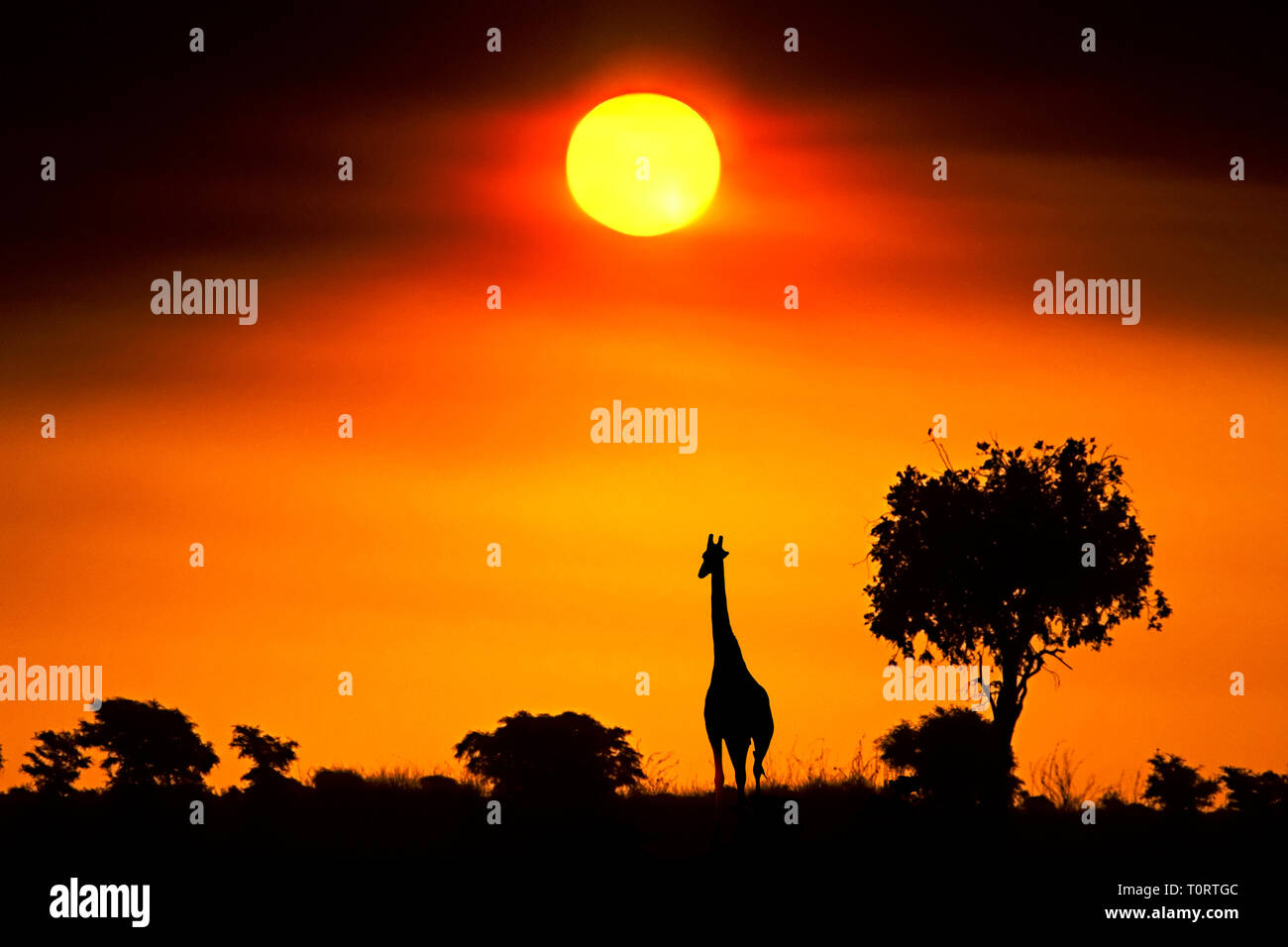 Africa, Botswana, Chobe NP. Giraffe silhouetted at sunset. Stock Photo