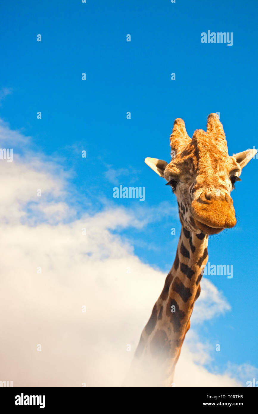Africa, Kenya, Nakuru NP. Rothschild giraffe sticks neck through the clouds. Stock Photo
