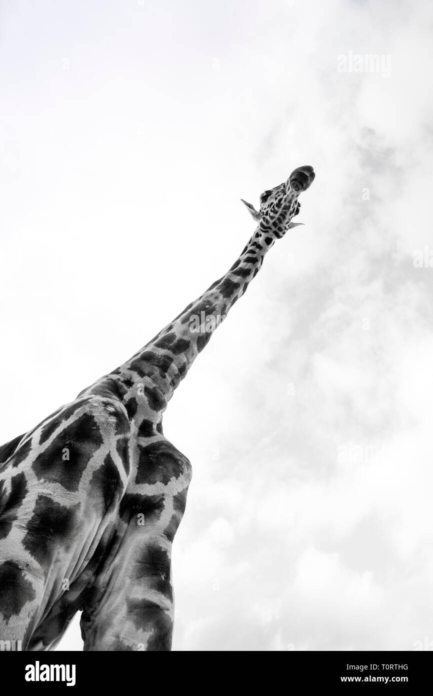 Africa, Kenya, Nakuru NP. Rothschild giraffe looks down from on high. Stock Photo