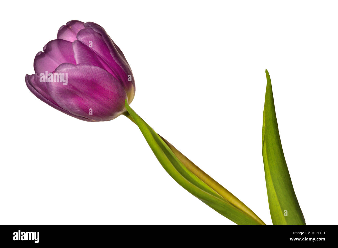 Single elegant purple tulip flower with green leaves close up, isolated ...