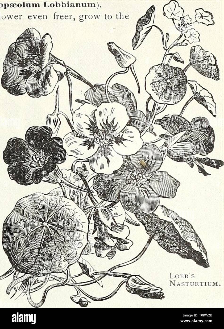 Dreer's garden book  1905 Dreer's garden book : 1905  dreersgardenbook1905henr Year: 1905  HMTADRgRffllLADELPHIA'M'W/ RELIABLE FLOWER SEEDS 89 LOBB'S CLIMBING NASTURTIUMS (Xropaeoium There is little difference between these same height and are very desirable. Lobbianuiu). and the tall Nabturtiums. They flower even freer, grow to the PER oz. . 20 . 20 Deep velvety gar- PKT. 5 5 5 5 5 5 10 5 50 3252 Brilliant. Dark scarlet 3256 Spitfire. Brilliant scarlet 3255 Ro8 des Noirs {King of the Blacks) net; very rich -0 3251 Asa Qray. Primrose yellow, almost white 20 3253 Crown Prince of Prussia. Deep b Stock Photo