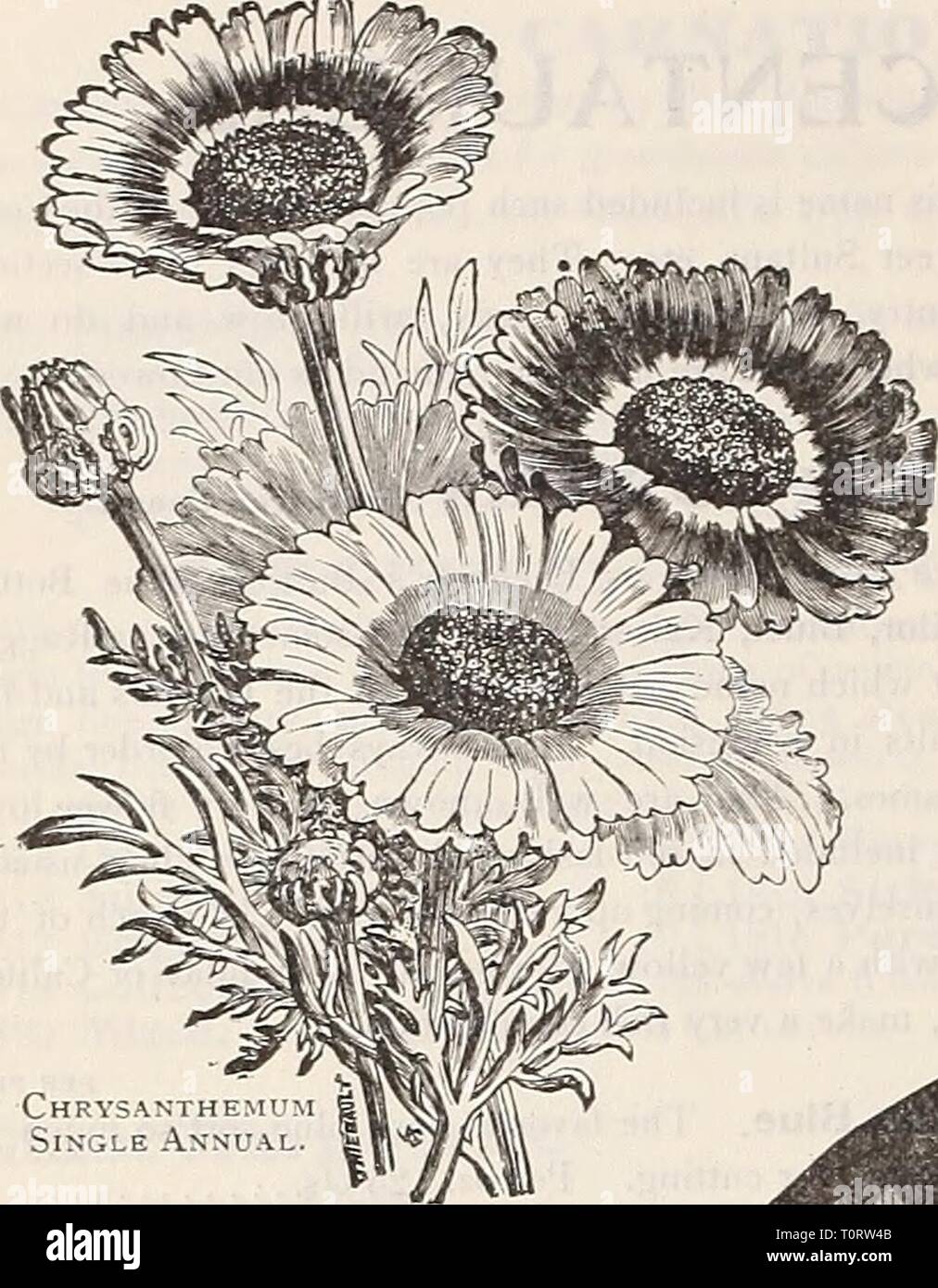 Dreer's garden book  seventy-third Dreer's garden book : seventy-third annual edition 1911  dreersgardenbook1911henr Year: 1911  84 fl llRiENRYADREER -PhlL^DELPHIAPA-^S^ RELIABLE FLOWER SEEDS CHRYSANTHEMUMS. PERENNIAL VARIETIES. PFR PKT. 19-41 Frutescens Grandiflorum. {'Paris Daisy ' or. Mar- guerite.) White, yellow eye 10 1942 Comtesse de Chambord (Fellow Bin's Daisy). Similar to the above except in color, which is a beautiful clear yellow 10 1944 Japanese Hybrids. The seed here offered has been saved from a magnificent collection. Seed sown in spring will produce flower- ing plants by fall 1 Stock Photo