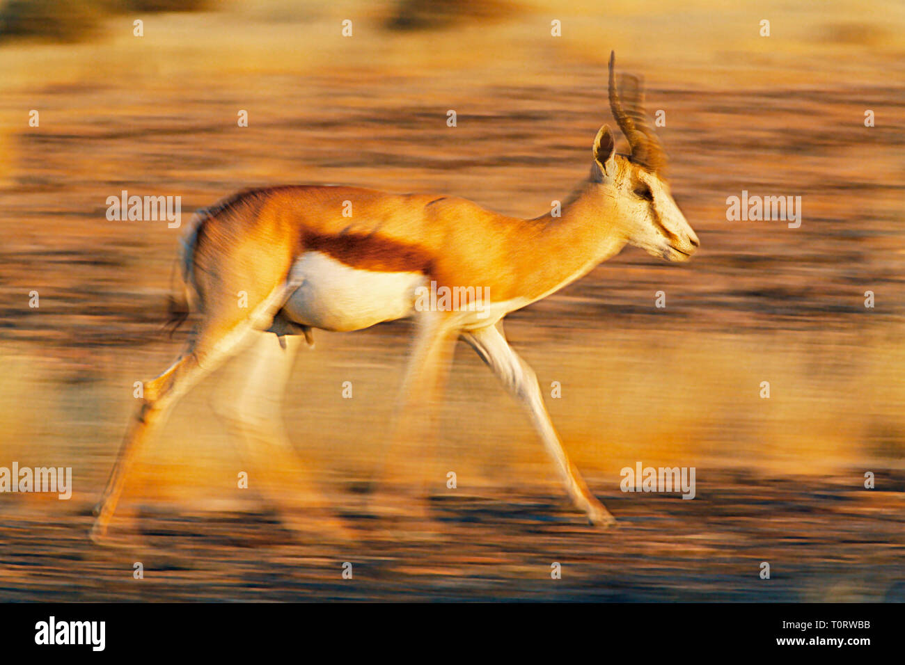 Africa, Namibia, Sossusvlei.  Springbuck (Antidorcas marsupialis) walking in the glow of sundown. Stock Photo