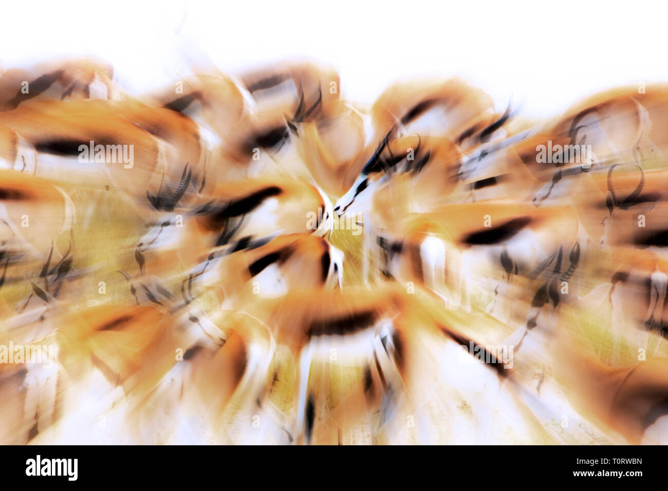 Springbok Abstract Springbok etosha np hi-res stock photography and images - Alamy