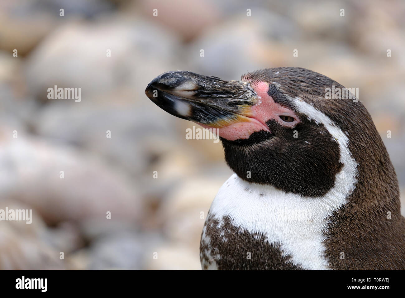 Humboldt Penguin head in profile - captive bird Stock Photo