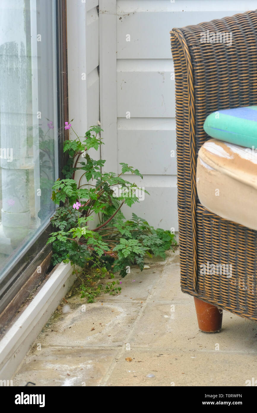 Plant growing indoors from the frame of a garden room window Stock Photo