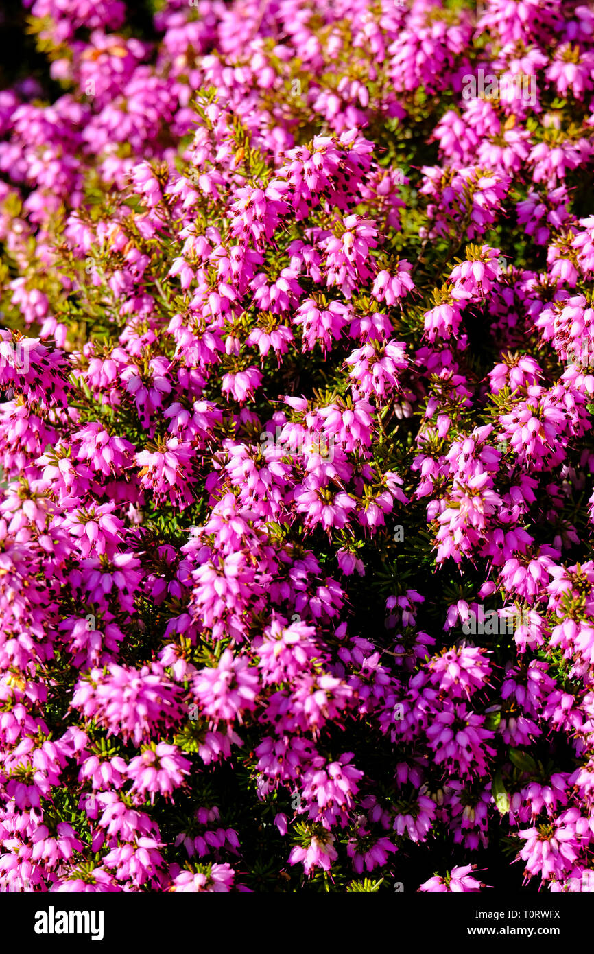 Purple Heather flowers in bloom in early Spring season Stock Photo