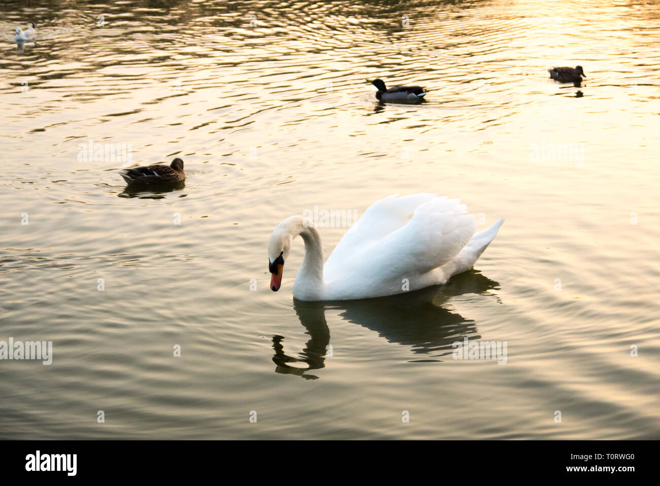 A Serene White Swan Swimming Across a Lake Stock Photo