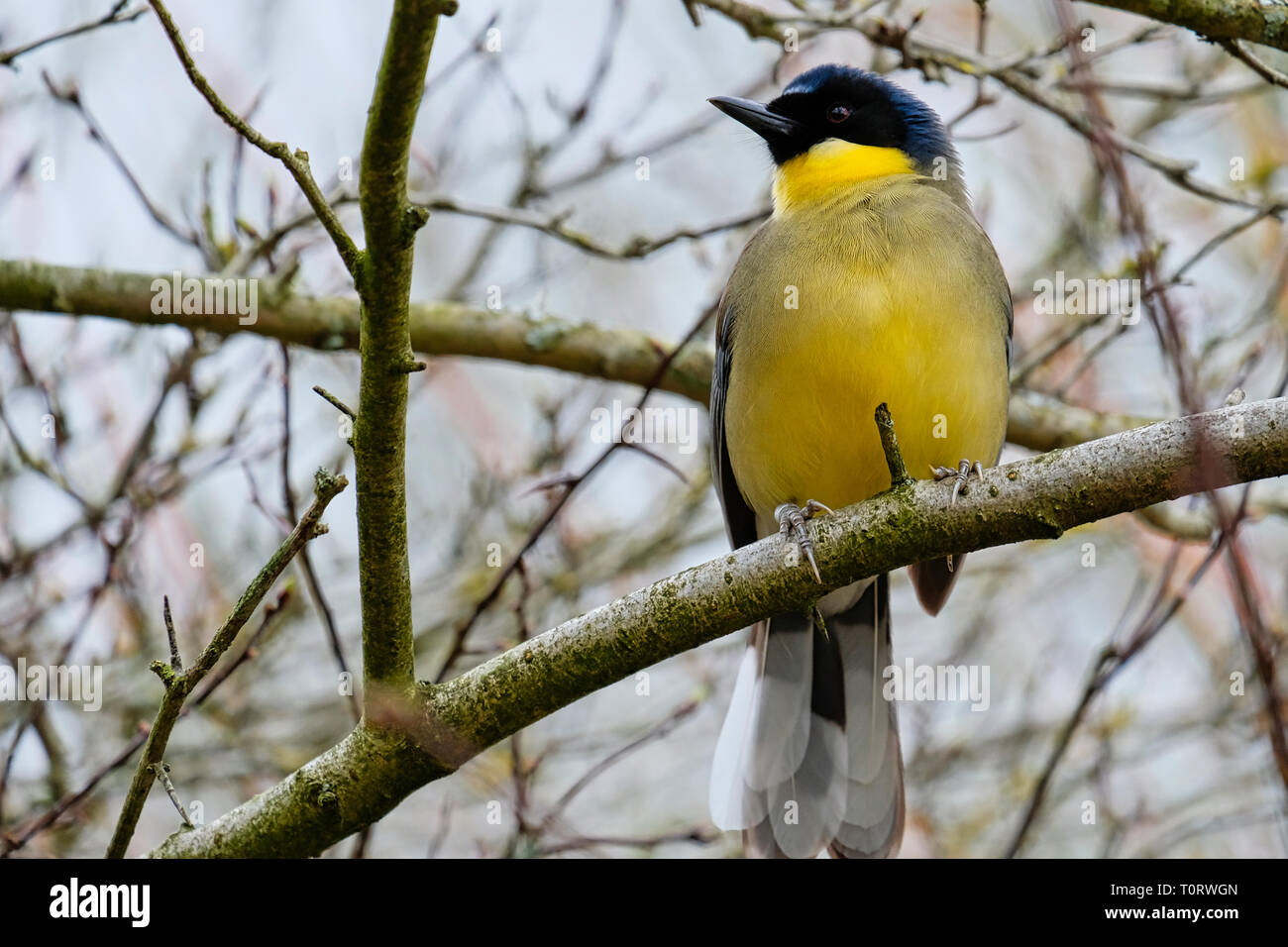 Male Black-headed Weaver Bird perched on branch Stock Photo