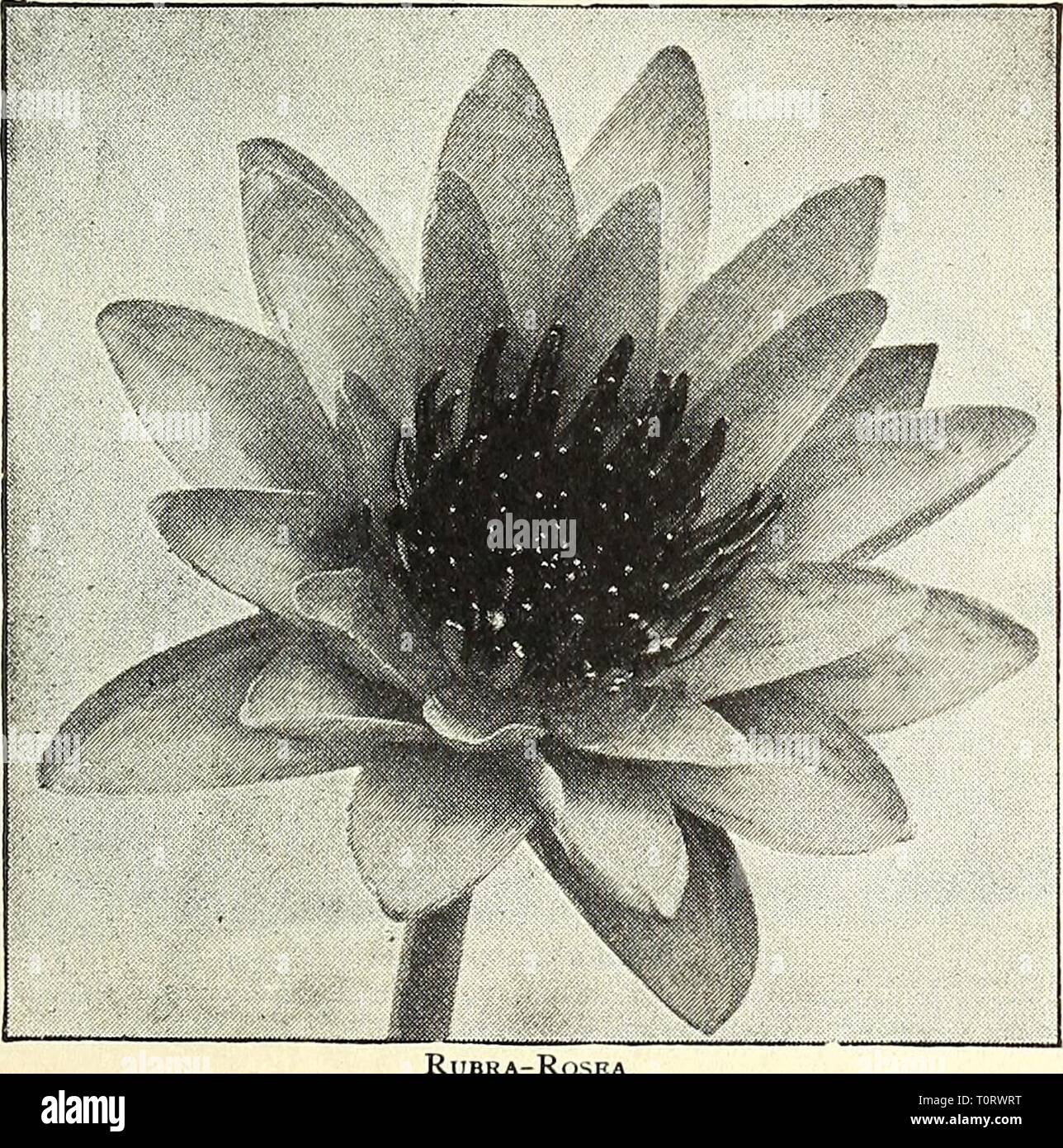 Dreer's garden book  1904 Dreer's garden book : 1904  dreersgardenbook1904henr Year: 1904  Frank Tki^lfase. Frank Trelease. (Crim- son Devoniensis'). This supeib tender night- blooming Water Lily sur- passes all other red va- rieties by the brilliancy and depth of the rich, glowing dark crimson of its flowers, which are identical in form to N. Devoniensis, 9 to 10 inches in diameter; slam- ens reddish-bronze, crim- son at the base; foliage 15 inches across, den- tated, of a glossy dark bronzy-red, resembling in color the foliage of Black Beauty Canna. $250 each. Lotus (A^. tlieniinlis, D. C).  Stock Photo
