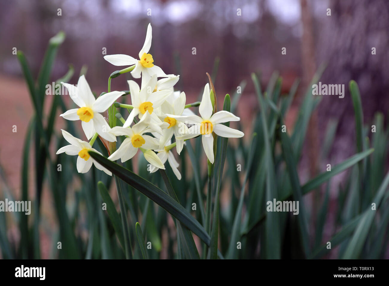 White Narcissus flowers in bloom in the outdoors Stock Photo