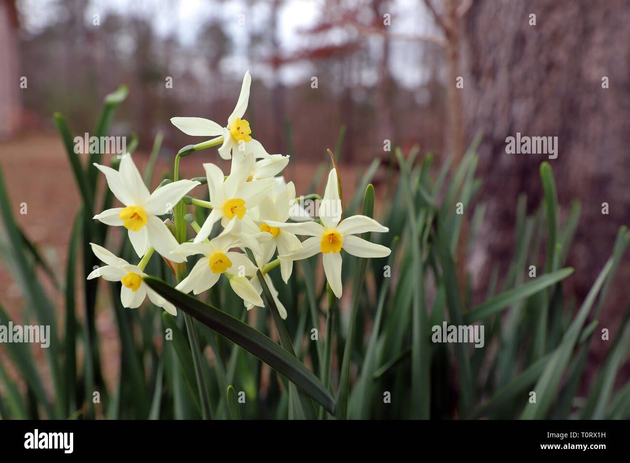 White Narcissus flowers in bloom in the outdoors Stock Photo