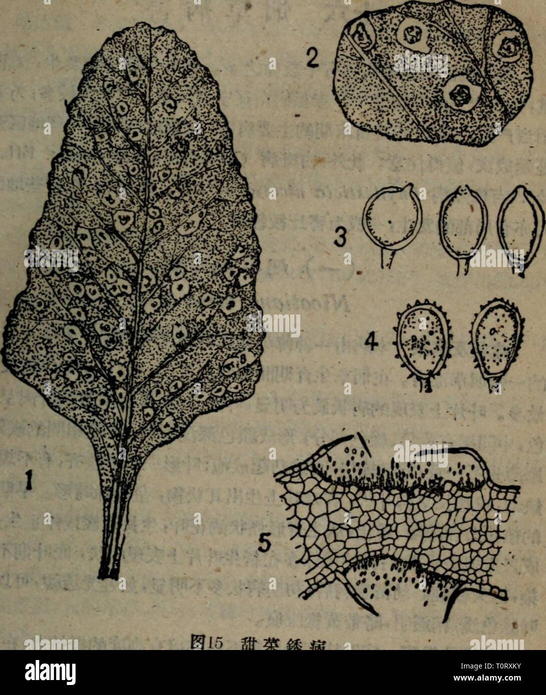 Gong nong hires stock photography and images Alamy