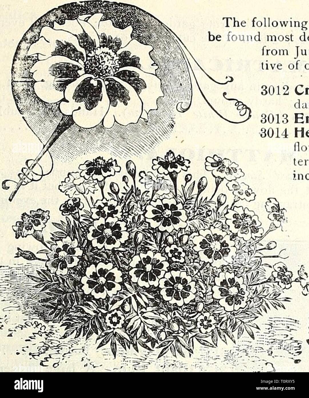 Dreer S 18 1908 Garden Book Dreer S 18 1908 Garden Book Dreersga1908henr Year 1908 Hehrtadrkr Fflllaklph Mo Reliable Flower Seeds 105 3 Marigold Lfgion D Honneur Marigolil The African And French Marigolds Are Old Dreer S 18 1908 Garden Book Dreer S 18 1908 Garden Book Dreersga1908henr Year 1908 Hehrtadrkr Fflllaklph Mo Reliable Flower Seeds 105 3 Marigold Lfgion D Honneur Marigolil The African And French Marigolds Are Old