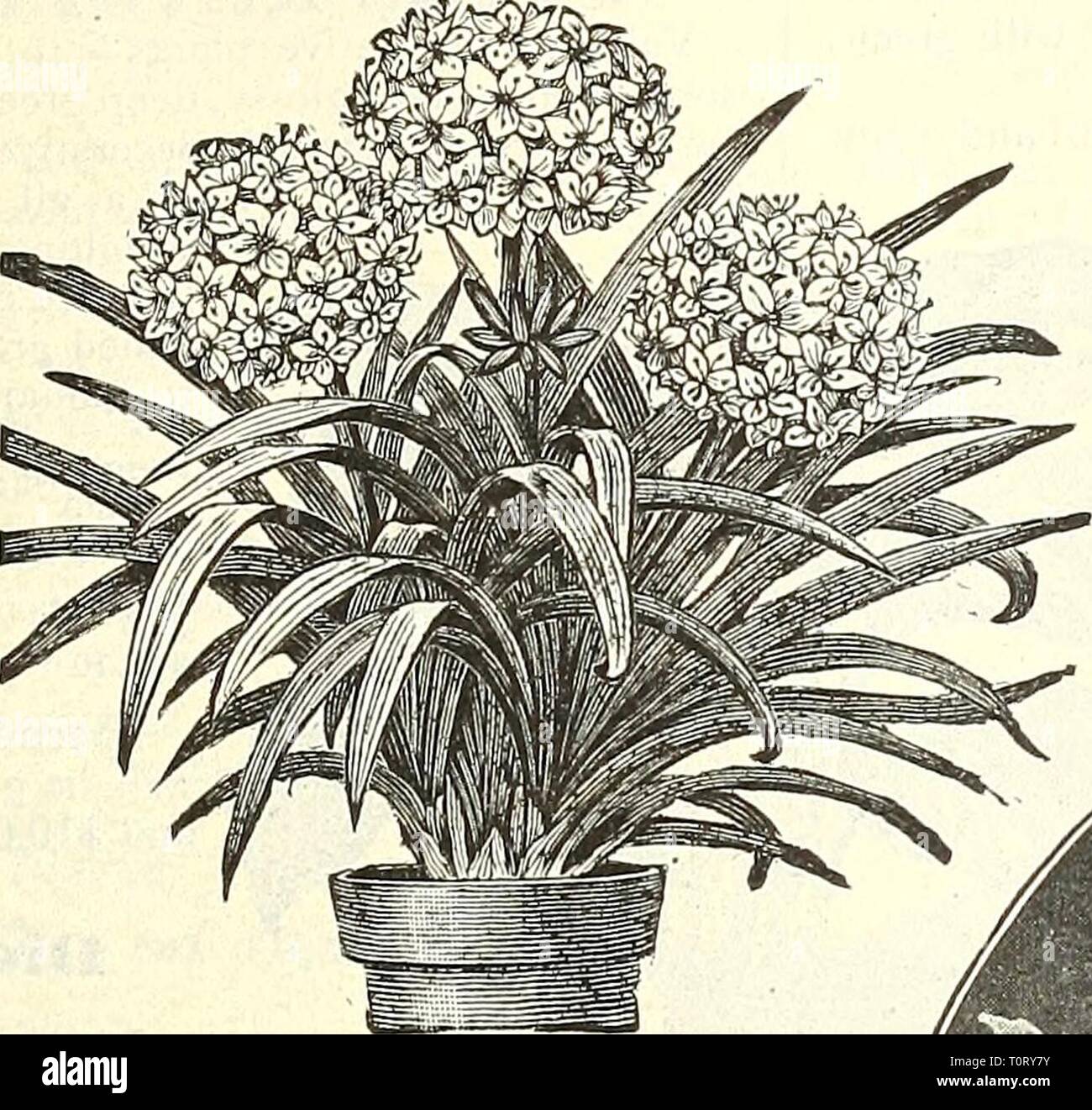 Dreer's garden book  1904 Dreer's garden book : 1904  dreersgardenbook1904henr Year: 1904  Chstkum Pakqui. CAREX. Japonica Variegata. An oina- meiual Japanese grass which is ex- tremely useful as a house plant, of easy growth, standing the dry atmosphere of heated rooms with impunity, and at the same time hardy if planted out in the garden in summer. 15 cts. each; 4 for 50 cts. CESTRUM PARpUI. (Nigiit-blooiuing Jessainiue.) A beautiful tender shrub of easy cultivation, with small greenish-white flowers, of delightful fragrance, which is dis- pensed during the night only. 15 cts. each ; $1.50 p Stock Photo