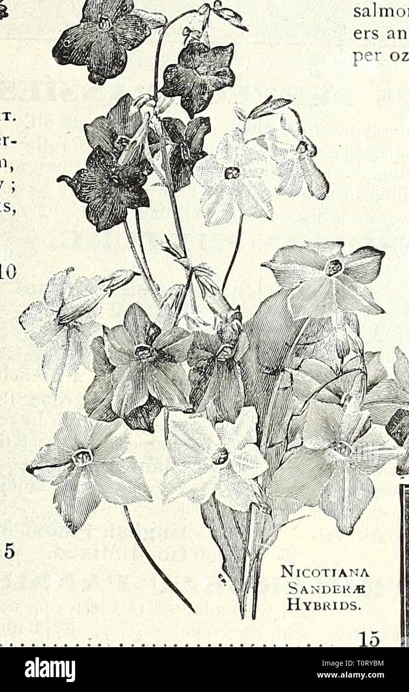 Dreer's 1838 1908 garden book Dreer's 1838 1908 garden book  dreers18381908ga1908henr Year: 1908  conspicuous ihey :;e to Lobb's Nasturtium. ]VIERÂ£]&gt;IBÂ£RGIA. (Cup Flower). per pkt A half-hardy perennial, slender- growing plant, perpetually in bloom, flowering tlie first year if sown early , desiralile for the greenhouse, ba,^kets, vases, or bedding out ; 1 ft. 3421 Frutescens. White, tinted with lilac 10 NIGELLA. the (Love in a Mist, or Devil liiisli.) 3430 Damascena. A compact, free-Howering plant, with finely cut foliage, curious- looking flowers and seed- pods ; of easy culture, grow-  Stock Photo