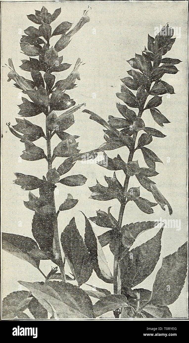 Dreer's garden book 1916 (1916) Dreer's garden book 1916  dreersgardenbook1916henr Year: 1916  no inNenrtadreer-Philadelphiam W reliable elowerseeds    Salvia Splendens (Scarlet Sage) SAUPIGLOSSIS (Painted Tongue). The Salpiglossis is one of the greatest favorites among annu- als, partly because of its easy culture, but principally for its beautiful, almost orchid-like flowers, which it produces from early summer until late fall. Seed should be sown early in spring in a hotbed or window and transplanted when weather is settled or directly out of doors after danger of frost. The seed we offer i Stock Photo
