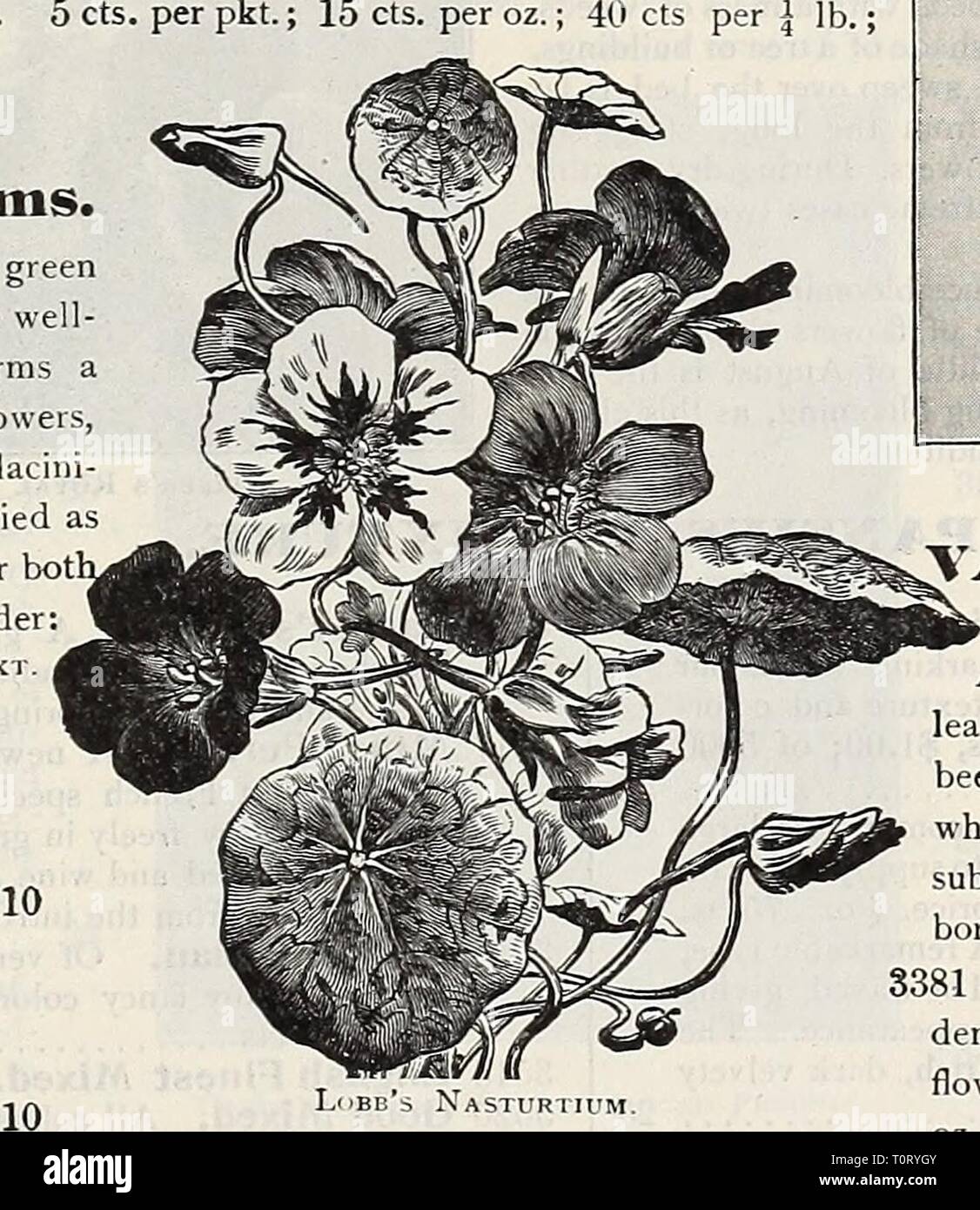 Dreer's garden book  seventy-third Dreer's garden book : seventy-third annual edition 1911  dreersgardenbook1911henr Year: 1911  Lobb's Climbing Nasturtiums. (Tropaeolum Lobbianum.) There is little difference between these and the tall Nastur- tiums. They are especially rich in the red shades, flower even freer, grow to the same height and are very desirable. 3251 Asa Gray. Pale primrose yellow, almost white. 3246 Black Prince. Velvety black purplish-crimson, dark foliage 3252 Brilliant. Geranium scarlet. Fine. 3247 Cardinal. Intense deep scarlet, dark foliage. 3253 Crown Prince of Prussia. De Stock Photo