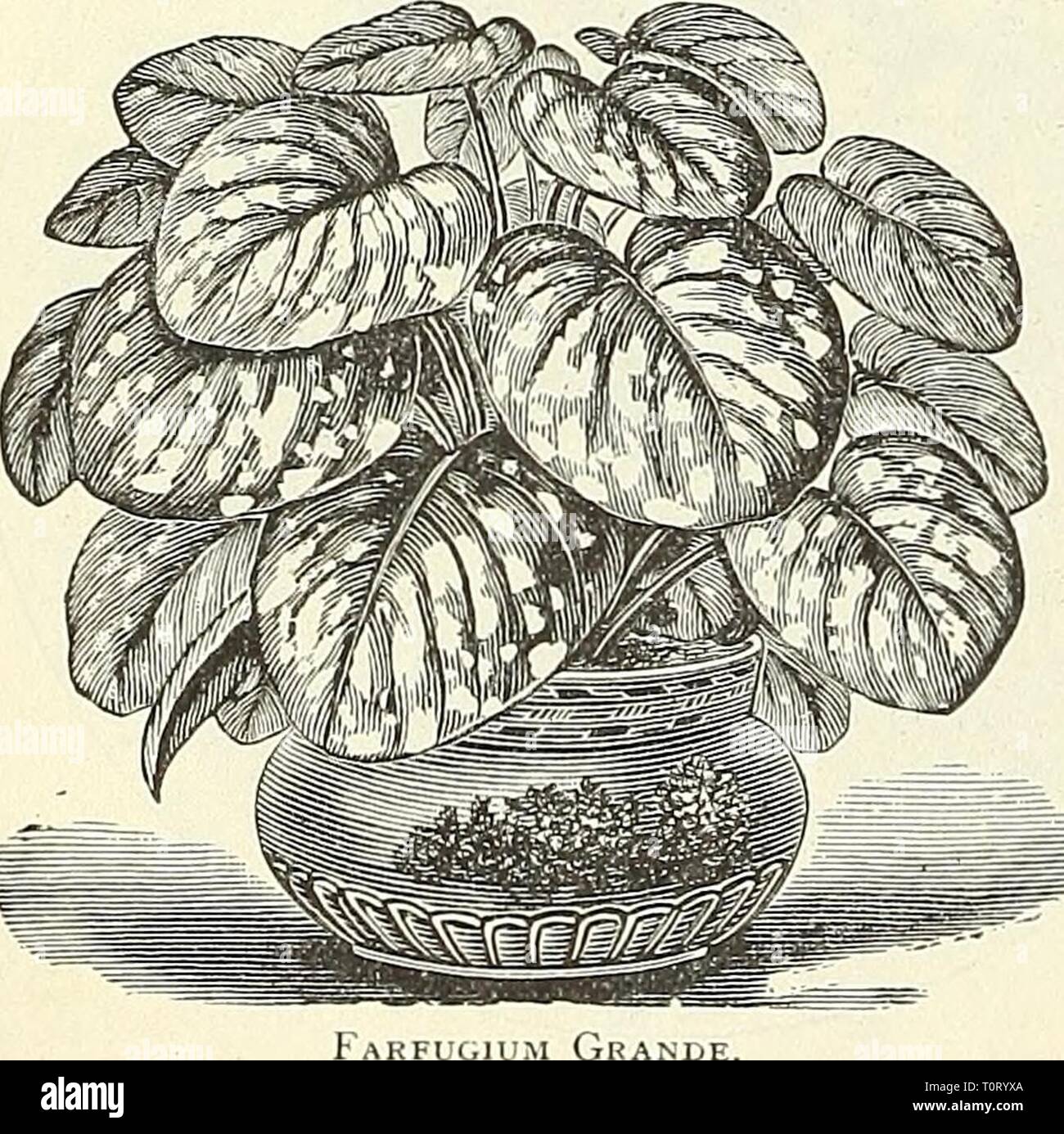 Dreer's garden book  1904 Dreer's garden book : 1904  dreersgardenbook1904henr Year: 1904  Amazonica. A splendid hothouse plant, blooming at various seasons. It sends up stalks bearing seeral pure white, star- shaped flowers, 4 inches across, delightfully fragrant, and is highly prized as a cut flower. Pot in light, rich soil, well drained ; w'ster freely in the grow ing season, giving a slight rest in fail. 25 cts. each; $250 per doz. EUPHORBIA. Jacquiniflora. An old favorite v inter-flov enng plant ihat has de- servedly again become very popu- lar, especially during the Christmas holidays Stock Photo