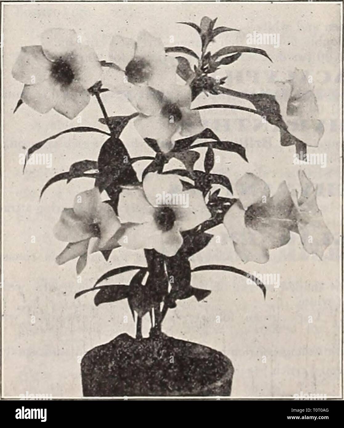 Dreer's 1909 garden book (1909) Dreer's 1909 garden book  dreers1909garden1909henr Year: 1909  Amohphophallus Rivieri.    Allamanda Williamsii. PuniceilS. A greenhouse shrub of easy growth with yellowish flowers and bright red bracts, which remain attractive from January to April; should be grown in rather small pots. 50 cts. each. A5IORPHOPHALLIS. Rivieri. Particularly handsome plant for growing either in clumps or as a solitary specimen. Should be planted in May in warm, sunny sit- uation in extra rich soil; the flowers appear before the leaves and rise to a height of 2 feet and resemble a g Stock Photo