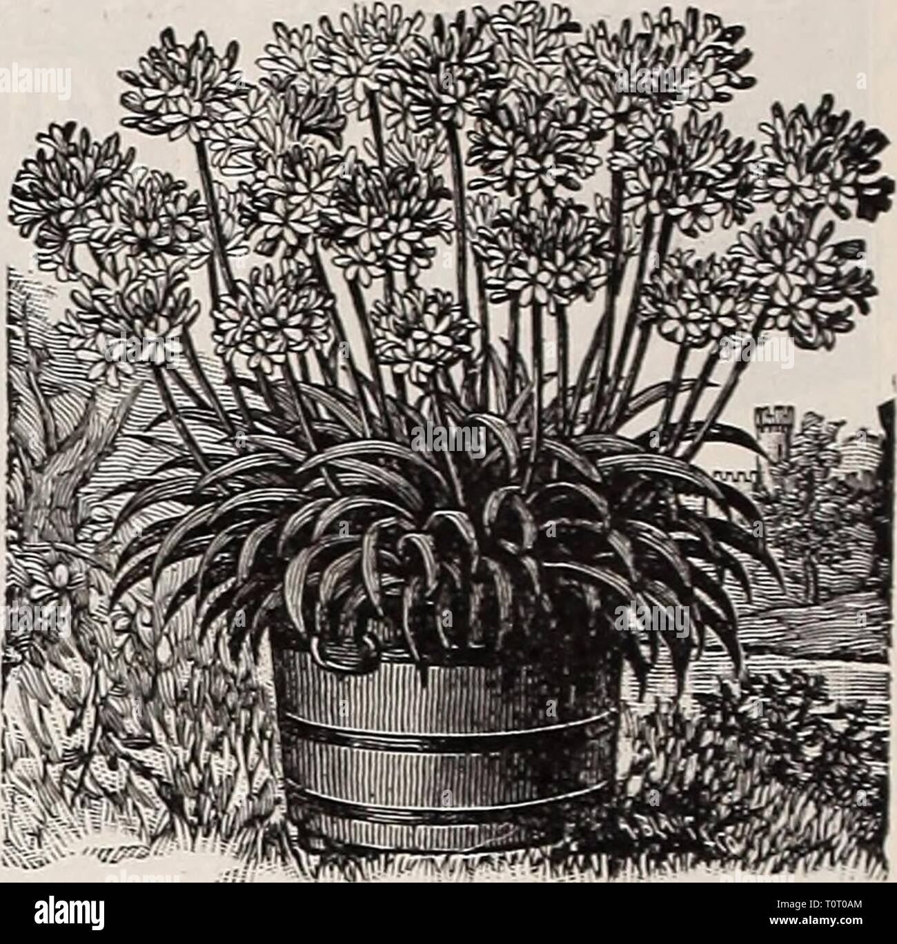 Dreer's 1909 garden book (1909) Dreer's 1909 garden book  dreers1909garden1909henr Year: 1909  120 AGAPANTHUS. UmbellatllS (Blue Lilv of the ATile). A splendid ornamental plant, bearing clusters of bright blue flowers on long flowerstalks and lasting a long time in bloom. A most desirable plant for outdoor decoration, planted in large pots or tubs on the lawn or piazza. — AlbuS. A white-flowering variety. 15 cts. each; $1.50 per doz. One of each, 25 cts. AGERATUM (Floss Flower). One of the best of bedding plants; always in bloom. Blanche. Dwarf, compact white. I Princess Pauline. Blue, white c Stock Photo