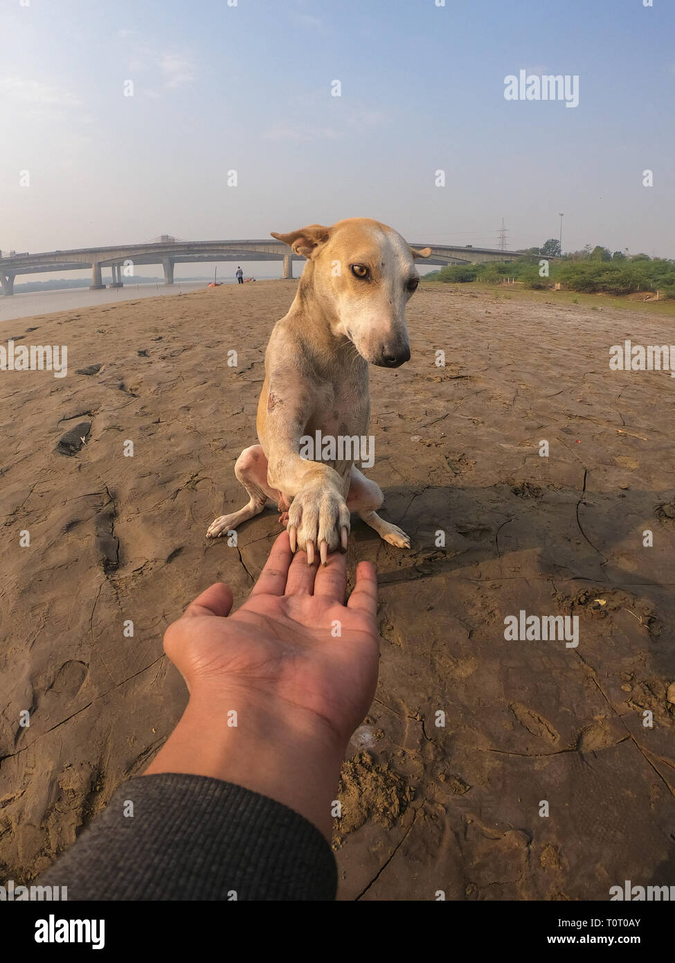 dog and men
