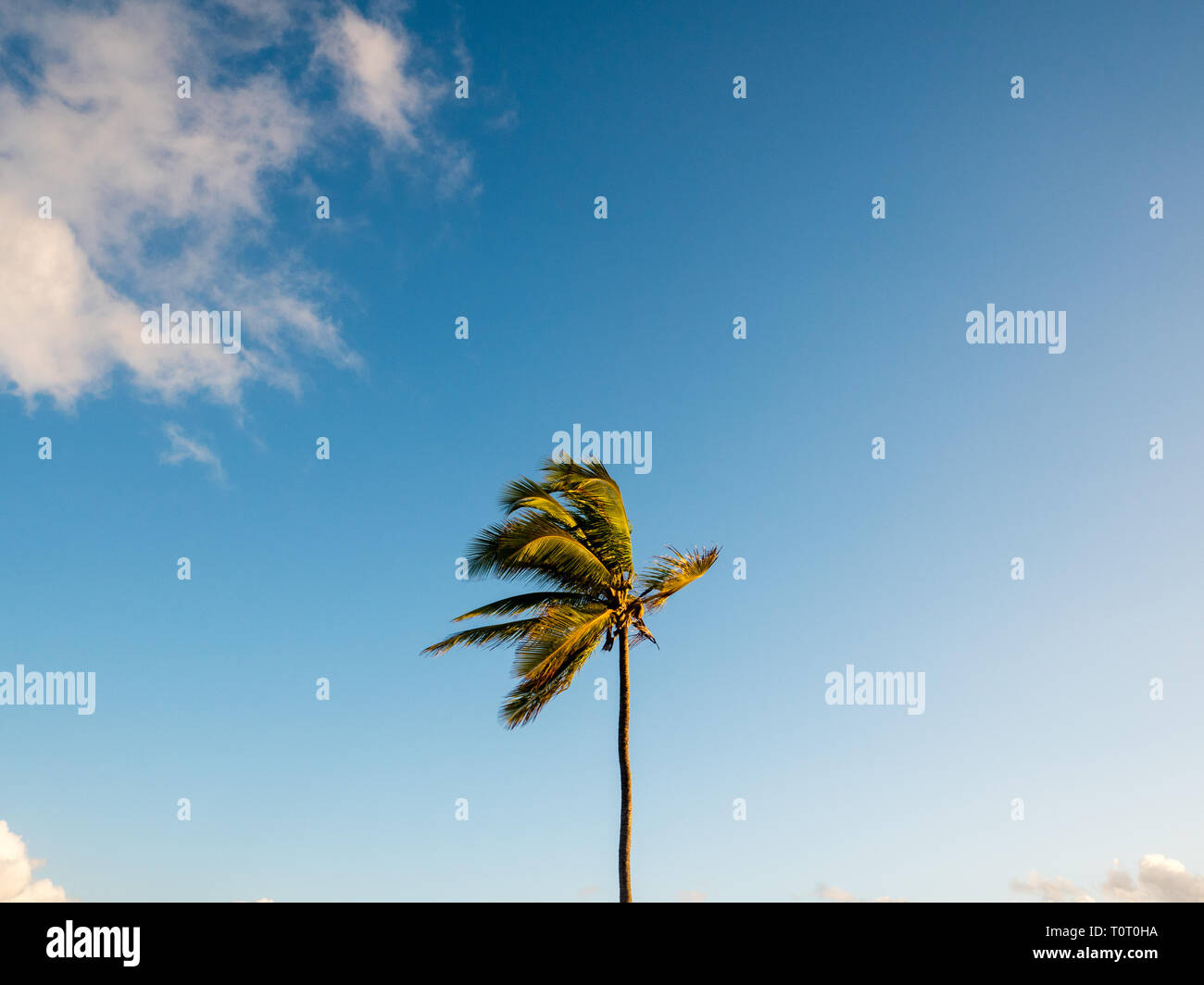 Graphic Landscape Image of Palm Trees Blowing in The Wind , Eleuthera ...