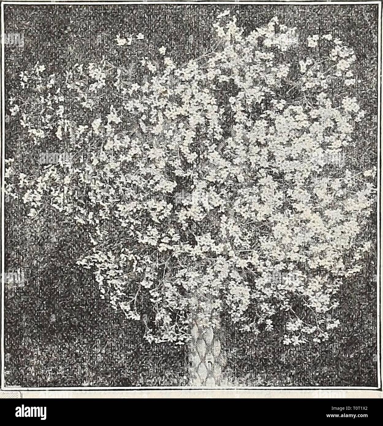 Dreer's 1909 garden book (1909) Dreer's 1909 garden book  dreers1909garden1909henr Year: 1909  Gypsophila Paniculata. minute pure white flowers, forming &gt;N theMakgin of one of ouk Lily Ponds. GYPSOPHILA. (Baby's Breath.) The Gypsophilas will thrive in any soil in a sunny position, and on account of their gracefully arranged large pan- icles of minute flowers should be in every garden; the new variety Paniculata Fl. PL if cut and dried, will retain its beauty for many months, furnishing most attractive decorative material in this shape. Acutifolia. A strong-growing kind, . attaining a height Stock Photo