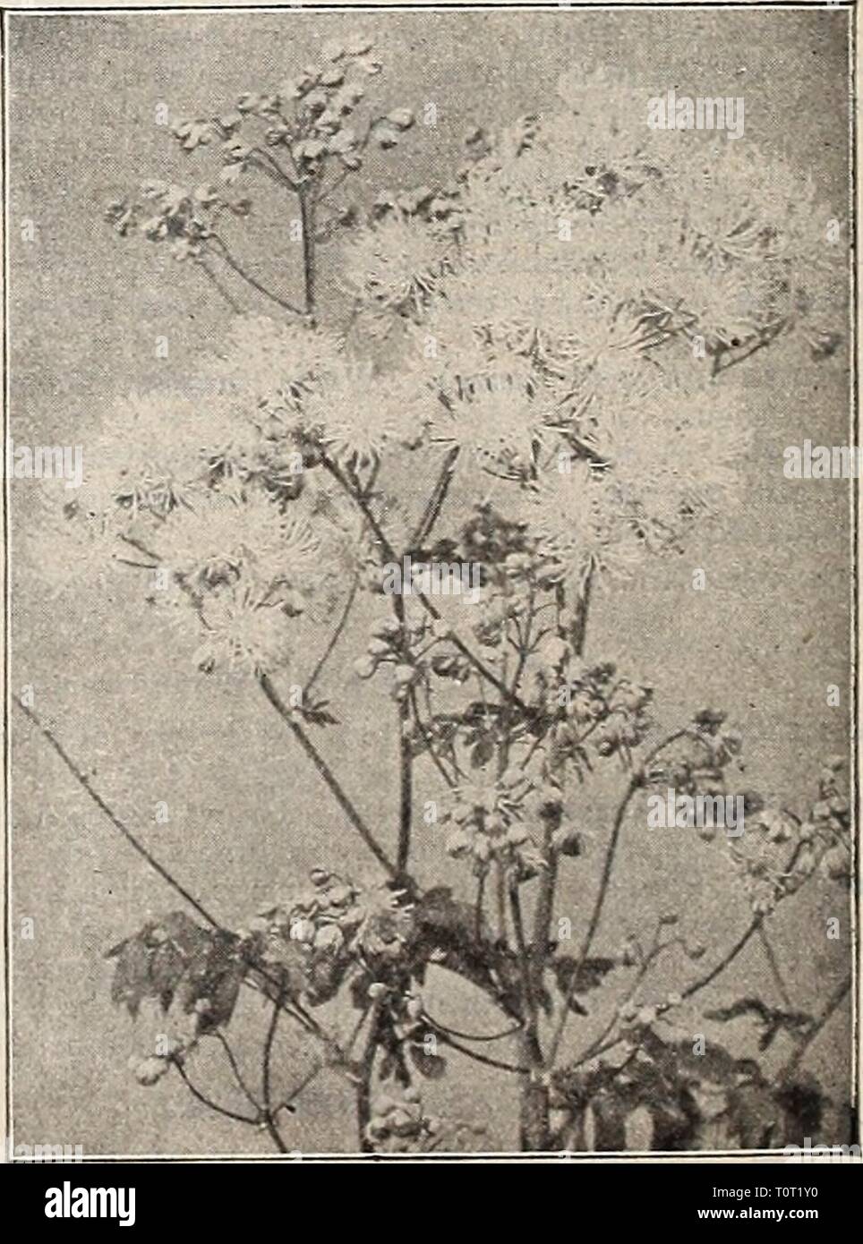 Dreer's garden book  1906 Dreer's garden book : 1906  dreersgardenbook1906henr Year: 1906  Asperrimum aurea varigatum. . pretty golden varie- gated foliaged border plant ; in spring the leaves form rosettes close to the ground, later in the season the stems and leaves rise and form a talJer plant with numerous drooping blue bell- -shaped flowers, 2'i cts. each ; $2.50 per doz. THALrlCTRtJM (Meadow Rue). Very graceful, pretty flowered plants, with finely cut foliage ; great favorites for planting in /the hardy iiorder. (.See cut.) » Adiantifolium. Finely cut Maidenhair fern- y like lolinge and Stock Photo