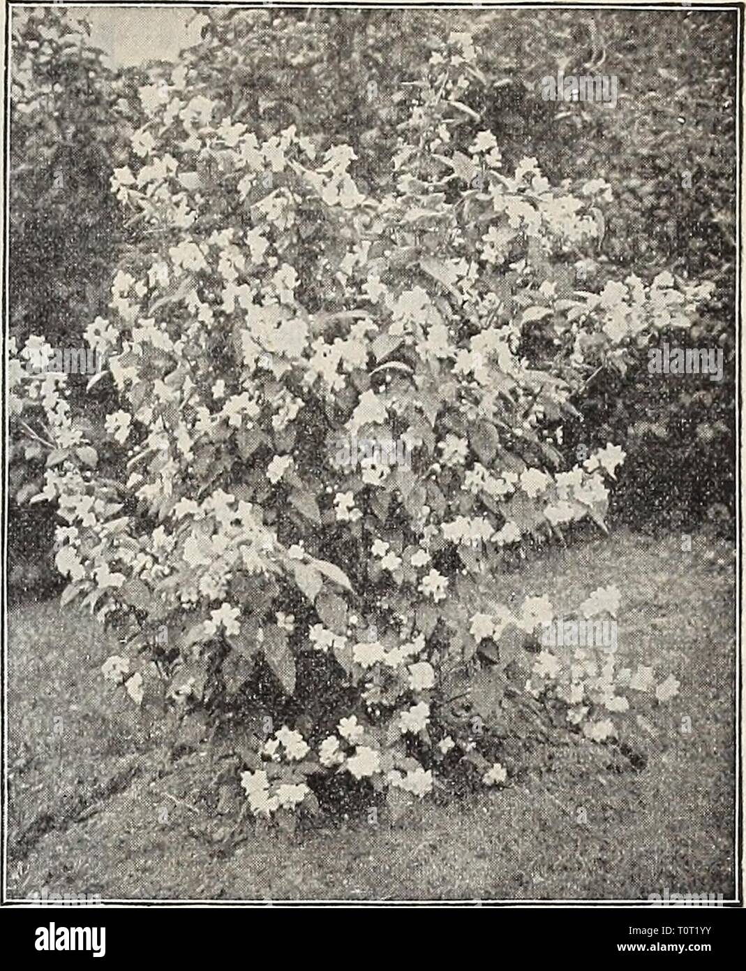 Dreer's 1907 garden book (1907) Dreer's 1907 garden book  dreers1907garden1907henr Year: 1907  fPffUBBfADRM PHILADELPHIA ¥ CHOICE HARDY SHRUBS 193 LlgUStrum Ibota. A Japanese Privet of the most beautiful character, with dark green fresh foliage, contrasting well with the prominent racemes of fragrant white flowers. 25 cts. each. — Ovalifolium Aureum Eiegantissimum {Golden'Varie- gated Privet). A beautiful golden variegated form of Privet, very effective for associating with other shrubs. 25 cts. each. Lonicera (Busk Honeysuckles). — Ledebouri. Very distinct, producing red flowers in May. 25 ct Stock Photo