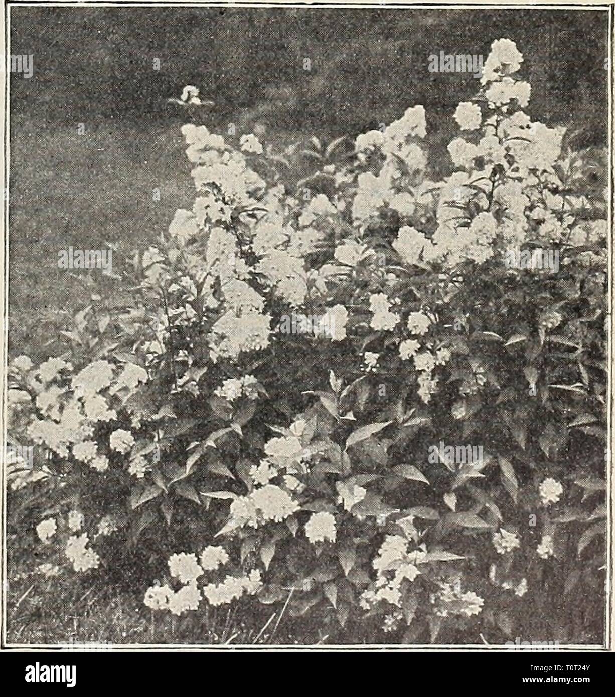 Dreer's garden book  1906 Dreer's garden book : 1906  dreersgardenbook1906henr Year: 1906  • V HvDKANGKA PaNICULATA GraNDIFLORA. Deutzia Candidissima plena. A fine double white. — Crenata rosea plena {DozMe-flowering Deutzta). Yo- ers double-white, linged with pink ; very desirable. — Qracilis. A dwarf bush, covered with spikes of pure white flowers in early summer. Campanulata. . new white sort, with large, open, salver-shaped flowers. Rosea. Flowers twice the size of D. gracilis and suf fused with a delicate tint of pink ; a grand, improvemeii'i. — Lemoinei. Without doubt one of the best Stock Photo