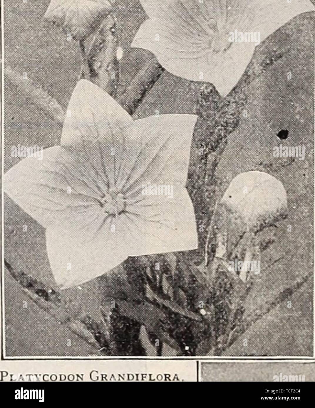 Dreer's 1909 garden book (1909) Dreer's 1909 garden book  dreers1909garden1909henr Year: 1909  PLATYCODON (Balloon Flower, or Japanese Bell-flower . The Platycodons are closely allied to the Campanulas, and form neat, branched bushes of upright habit. Mrs. H. Rutherfurd Ely says of them: 'Do best if planted in early spring. Thev grow from 2 to 3 feet high, and after the third season, each plant will have from ten to twelve stalks covered with the lovely blue blossoms for nearly a month, beginning about July 10th. They are also free from at- tacks of insects, and if planted in good soil, and we Stock Photo