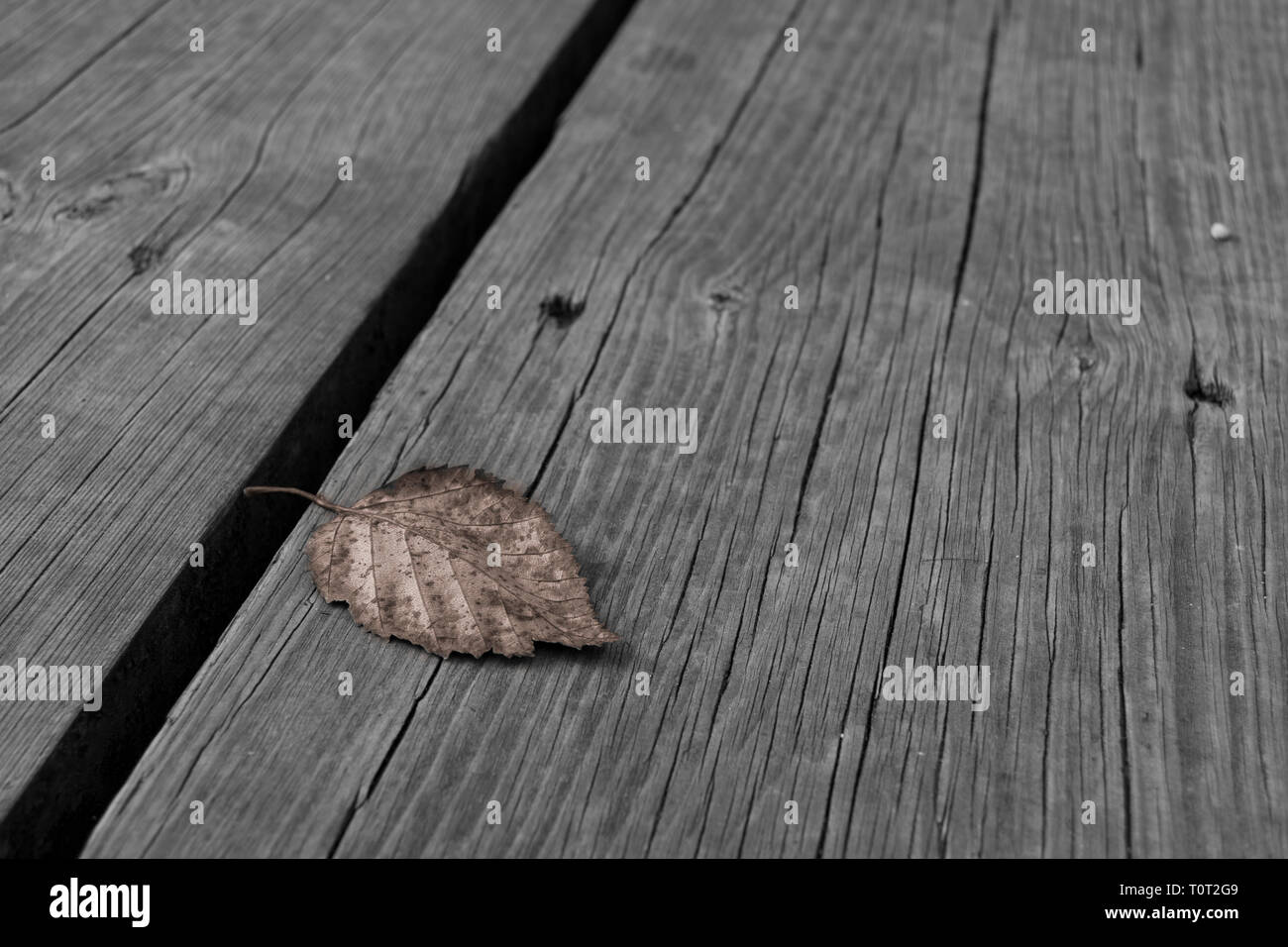 A fallen leaf shows the beginning of autumn. Asturias, Spain. Stock Photo