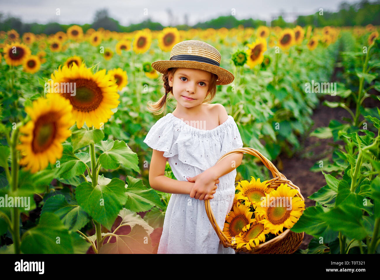 Portrait happy child girl in white dress, straw hat with a basket of sunflowers smiling and looking at camera. Sunny light playing on field. Family outdoor lifestyle. Summer cozy mood. Stock Photo