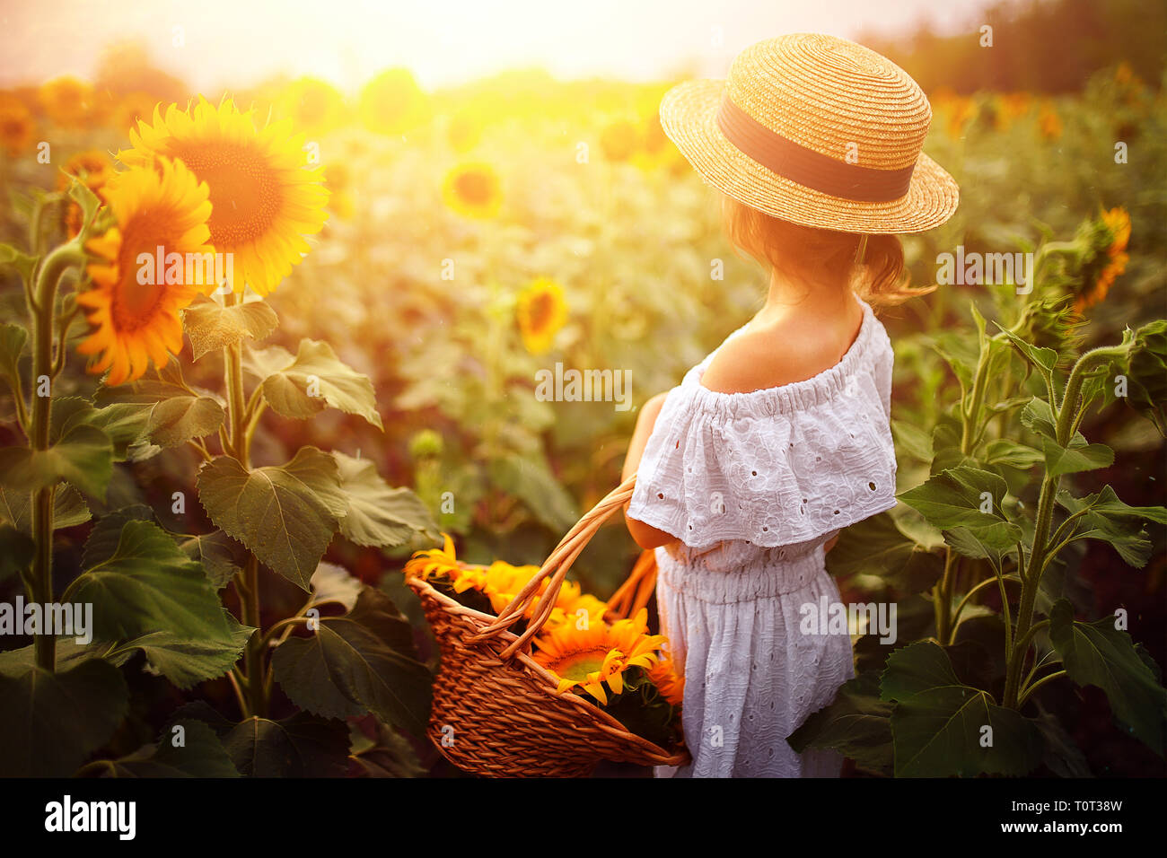Portrait happy child girl in white dress, straw hat with a basket of sunflowers smiling and looking at camera. Sunny light playing on field. Family outdoor lifestyle. Summer cozy mood. Stock Photo