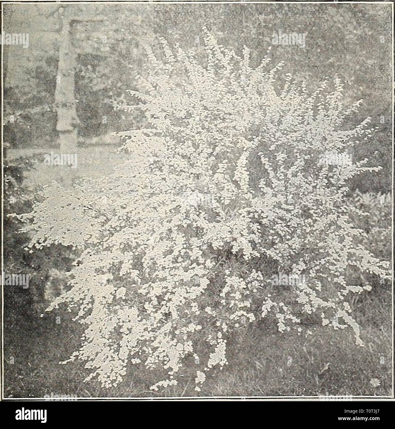 Dreer's 1909 garden book (1909) Dreer's 1909 garden book  dreers1909garden1909henr Year: 1909  Spir.ea Van Houttei. SpirÂ«a Reevesii T Spiraea Margaritae. A handsome free-flowering variety with large, flat heads of soft pink flowers from June to October; grows from 3 to 4 feet high, and is one of the most desirable varieties in our collection. 25 cts. each. â Opulifolia aurea {I'irginian Guelder Rose). An in- teresting variety of medium growth with golden-tinted foliage and large white flowers in June. 25 cts. each. â Prunifolia {Bridal Wreath). A favorite variety and one of the best; it is a  Stock Photo