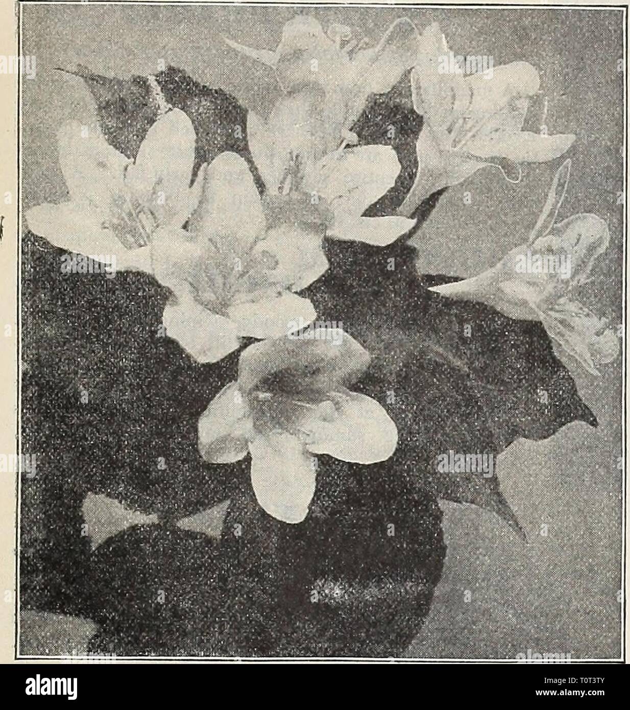 Dreer's 1909 garden book (1909) Dreer's 1909 garden book  dreers1909garden1909henr Year: 1909  ENRTAOREER-PHIIADEIPHIA-PA 225    Weigelia Rosea. Weigelia, Well-known, popular, free-flowering Shrubs, pro- ducing trumpet-shaped flowers of many shades of color during June and July. — Amabilis. A beautiful and distinct pink. 25 cts. each. — Coccinea. Rosy crimson; very free. 25 cts. each. — Candida. Fine pure white; flowers of large size. 25 cts. each. — Rosea. Soft rosy carmine. (See cut.) 25 cts. each. — Rosea Nana Variegata. A neat dwarf Shrub, valuable for the clearly defined variegation of gr Stock Photo