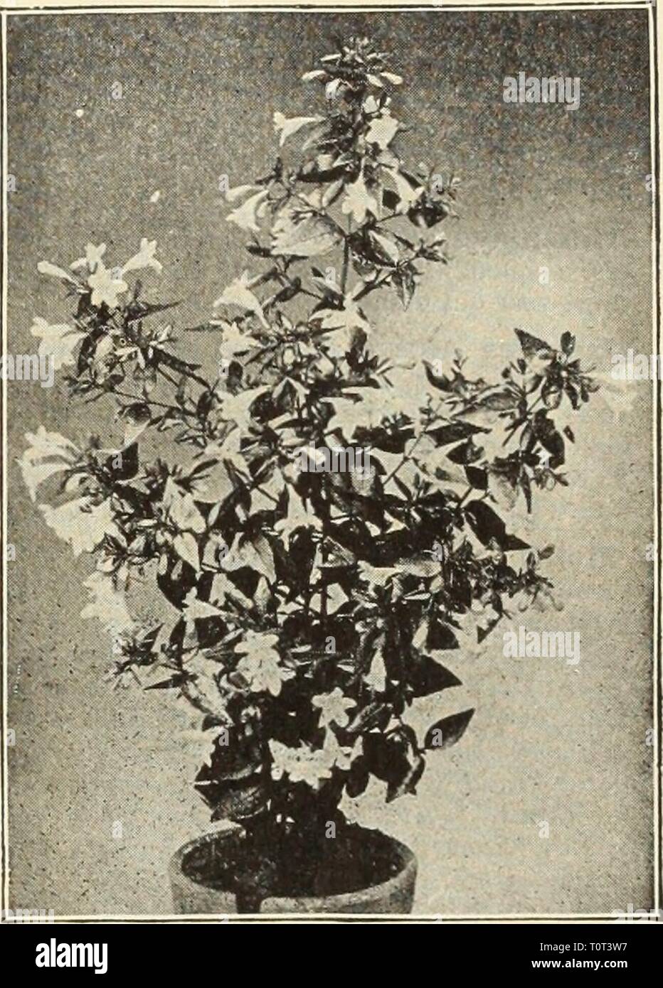 Dreer's garden book  seventy-sixth Dreer's garden book : seventy-sixth annual edition 1914  dreersgardenbook1914henr Year: 1914  Ai-THKA Alba Plena. Abelia Chinensis Grandifloha. Abelia Chinensis Qrandiflora. A choice, small Shrub of graceful habit, producing through the entire summer and fall months white tinted lilac heather-like flowers in such abundance as to completely cover the plant. (See cut.) 25 cts. each; $2.50 per doz. Althea (Rose of Sharon). The ,ltheas are among the most valuable of our tall hardy Shrubs on account of their late season of blooming, which is from August to Octobe Stock Photo